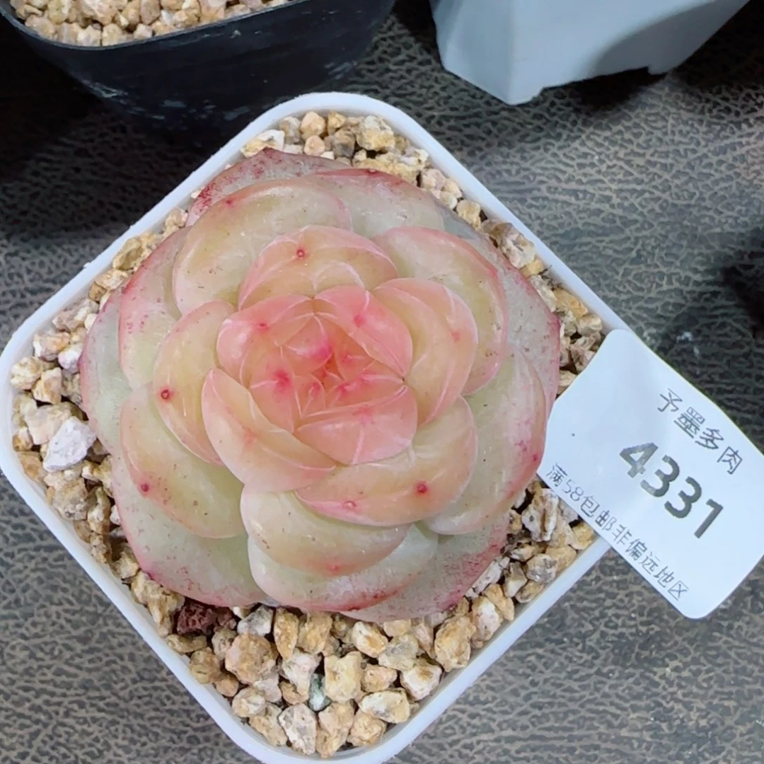 白雪珍妮，4331多肉
