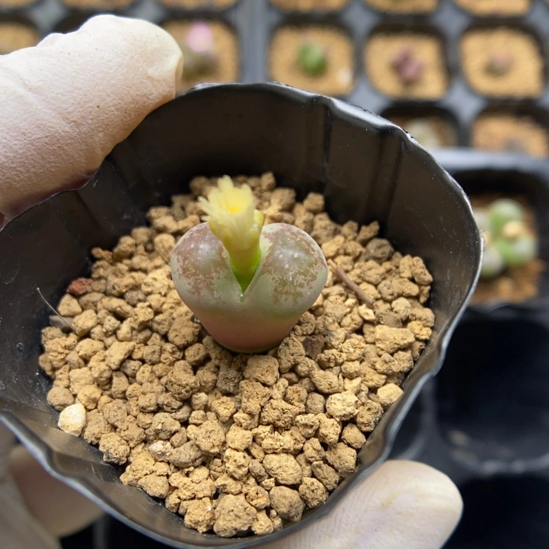 行*多肉植物肉锥杂交K-6030