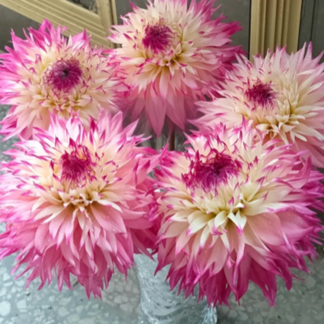 （福利球）混球（大丽花种球