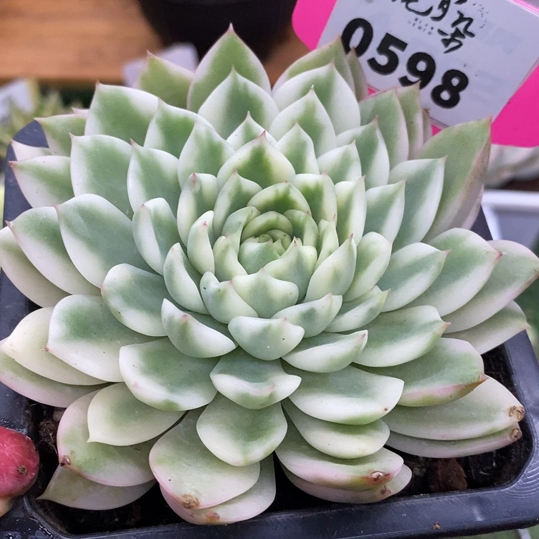 598长岛冰茶哈哈哈哈哈哈