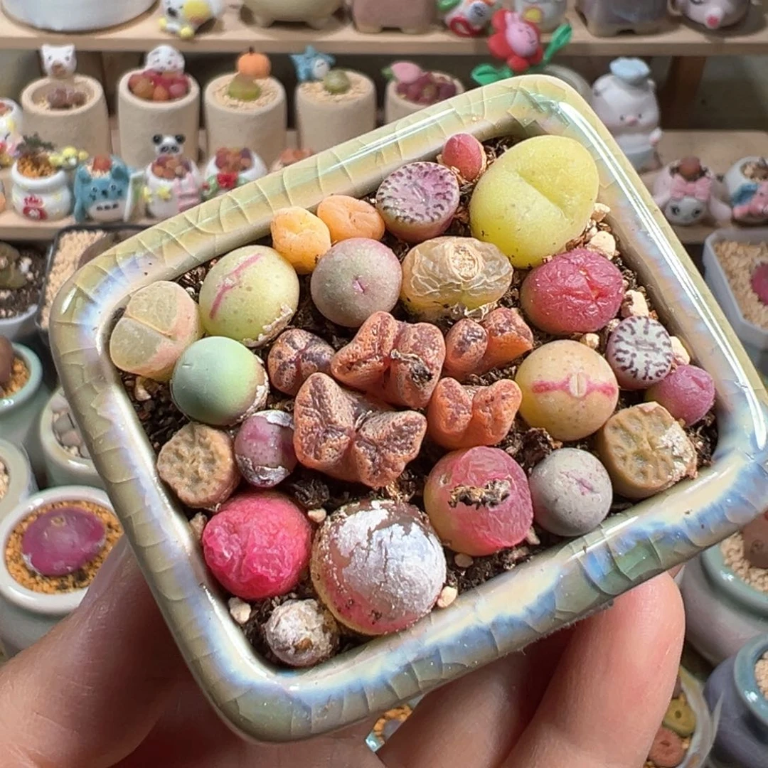 多肉植物140号肉锥混合