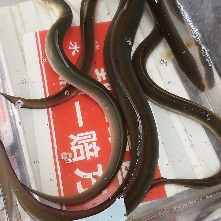 野生鳗鱼包活到家一斤二两不到一点