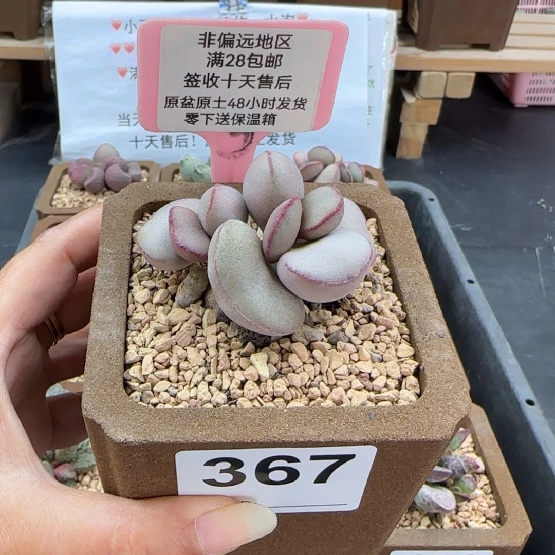 367白肌红蛋多肉植物