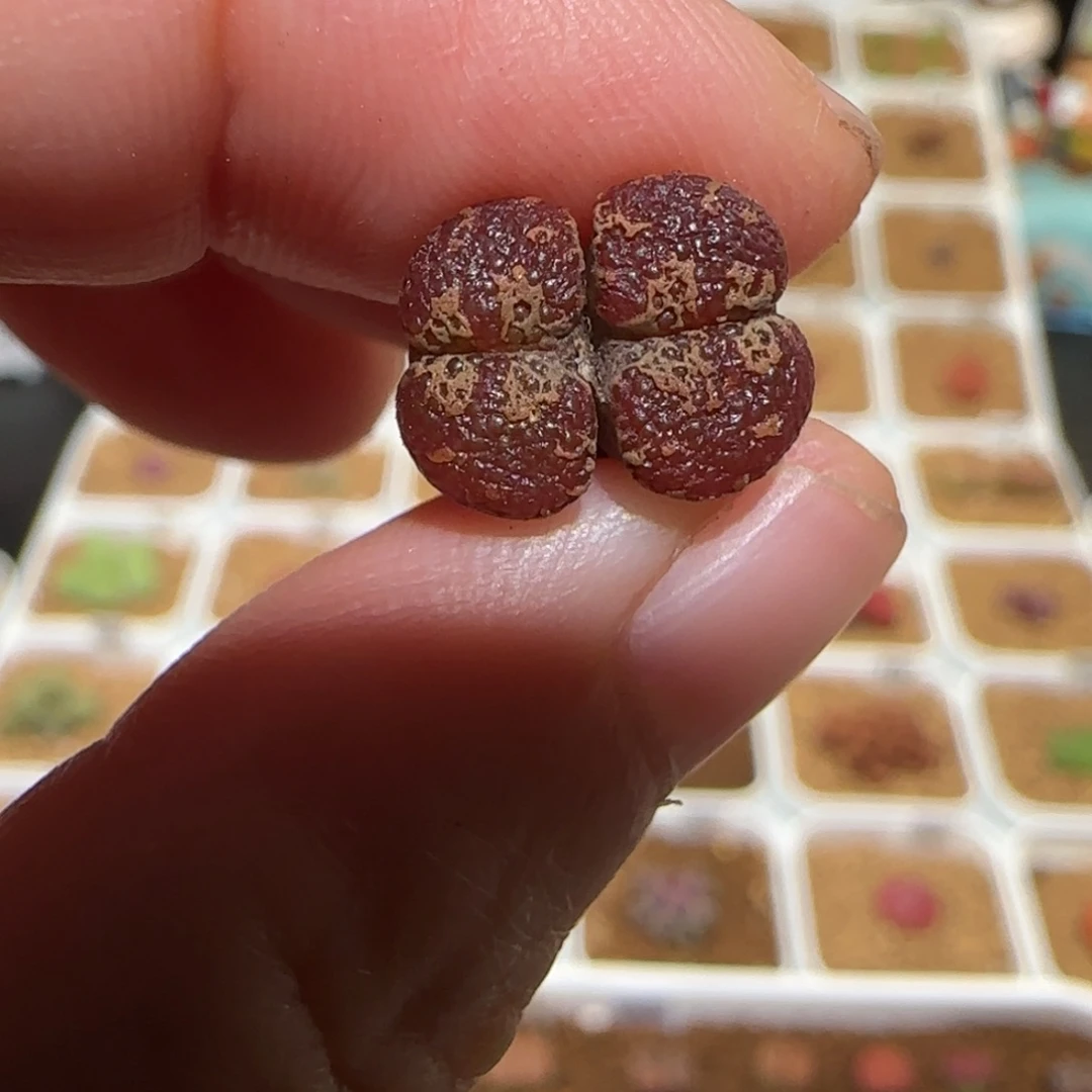 、****肉锥多肉植物组合-405