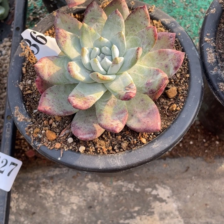 364号苹果叶拇指山东多肉