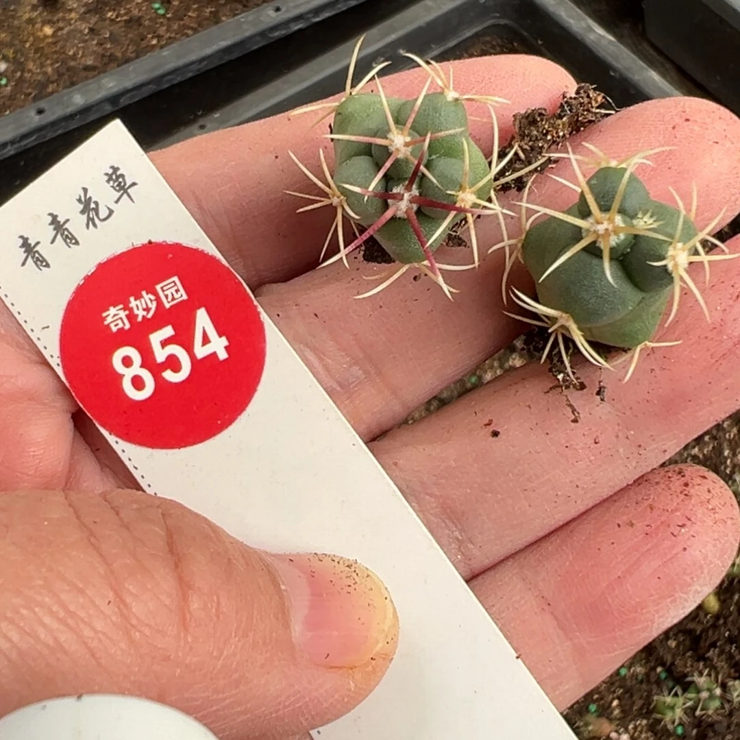 两棵高木绯冠龙668888