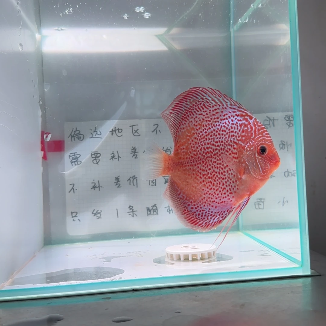 七彩神仙鱼肉身9-10偏远地区不拍