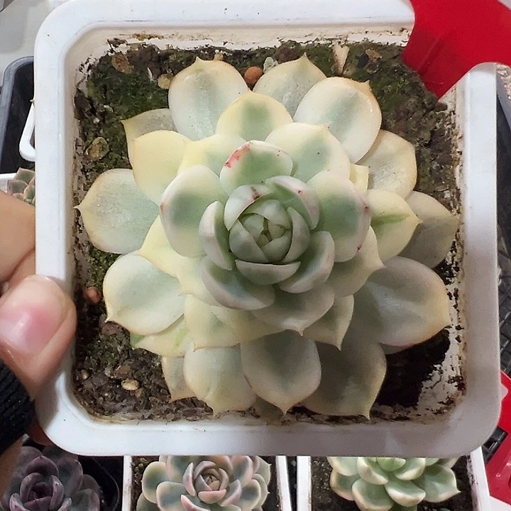 156号韩水晶锦多肉植物