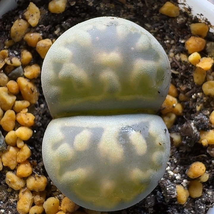 生石花1111121。   195