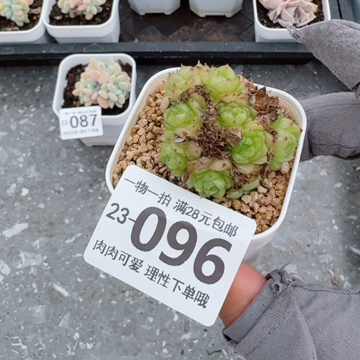红狐多肉无盆土发货无盆土
