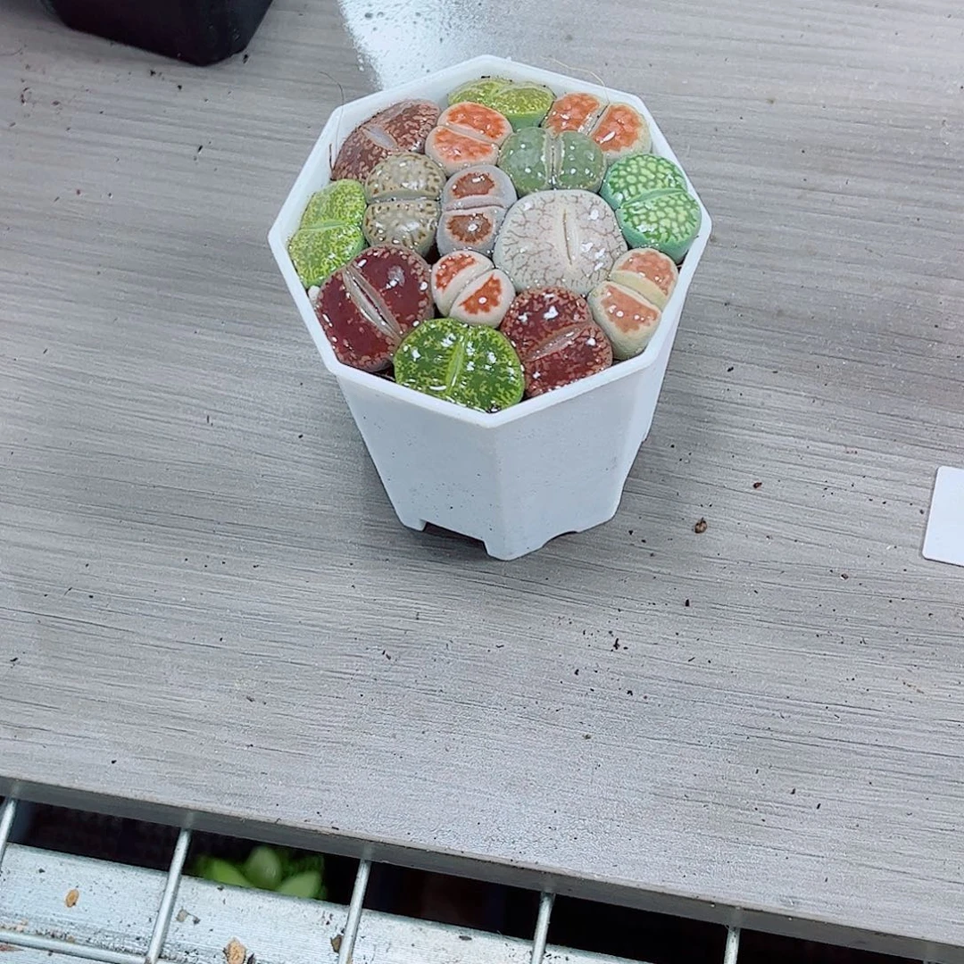 生石花玉露一勿一拍