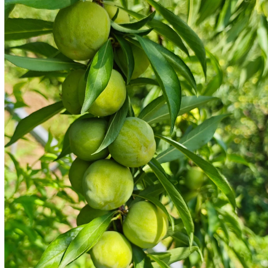 重庆万州正宗脱骨青脆李新鲜当季水果酸甜多汁