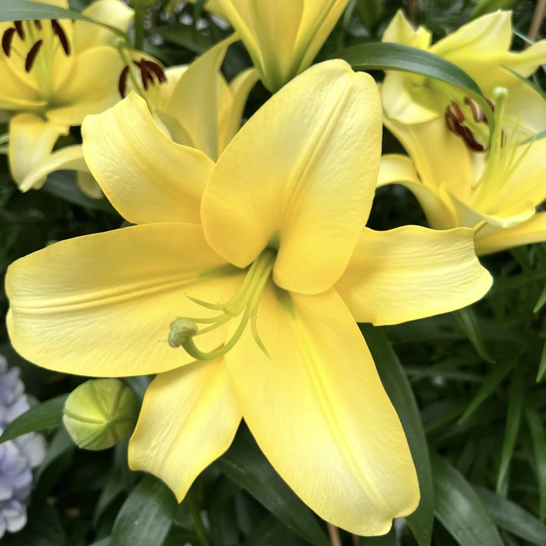 【云霄花卉】【新黄天霸百合 】云南基地直发【任意两单顺丰包邮】