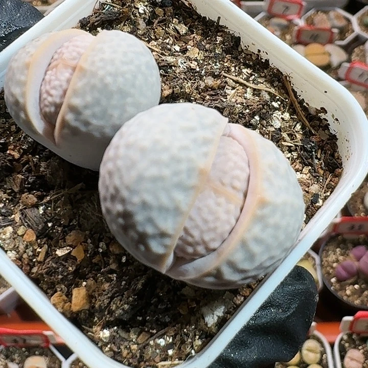 .****.生石花125555。 26
