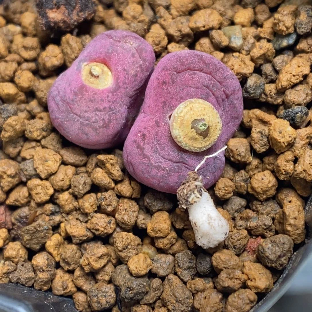 多肉植物肉锥杂交K-439