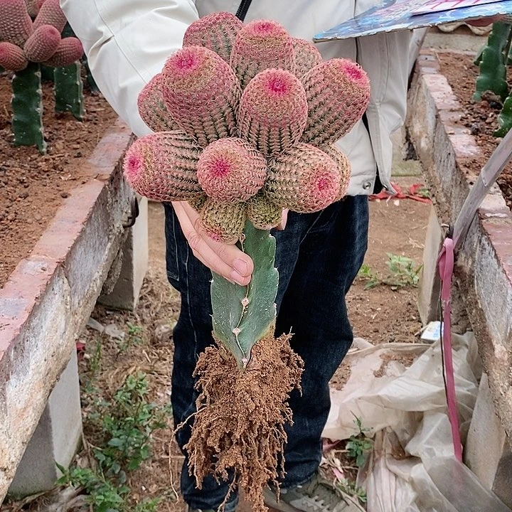 【闪购商品】红太阳群生