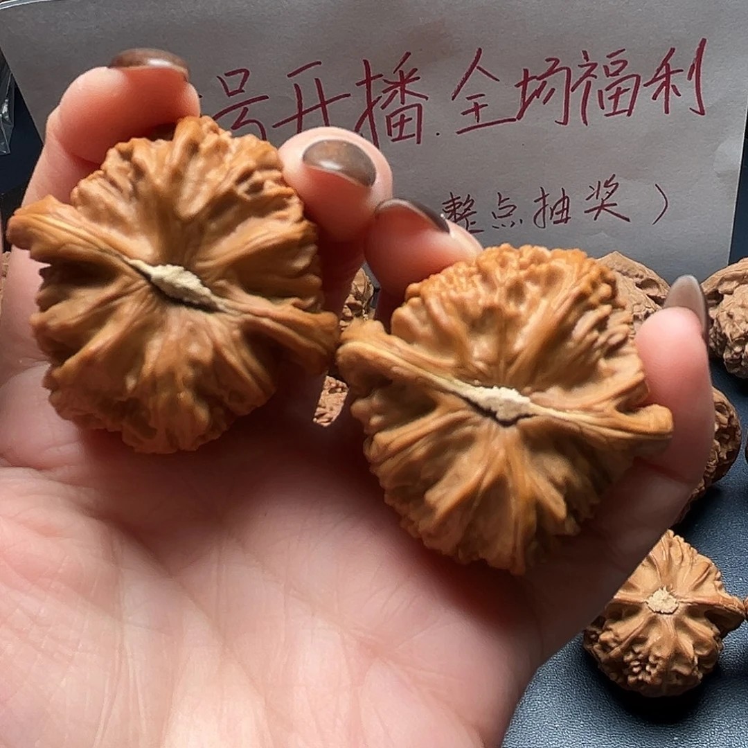 ****核桃41尺寸白狮子