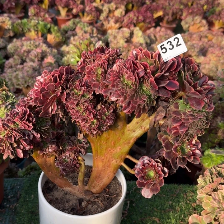 欧嘉莉法师锦缀化532