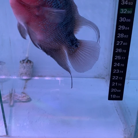 海水鱼鸿运罗汉一条aaa