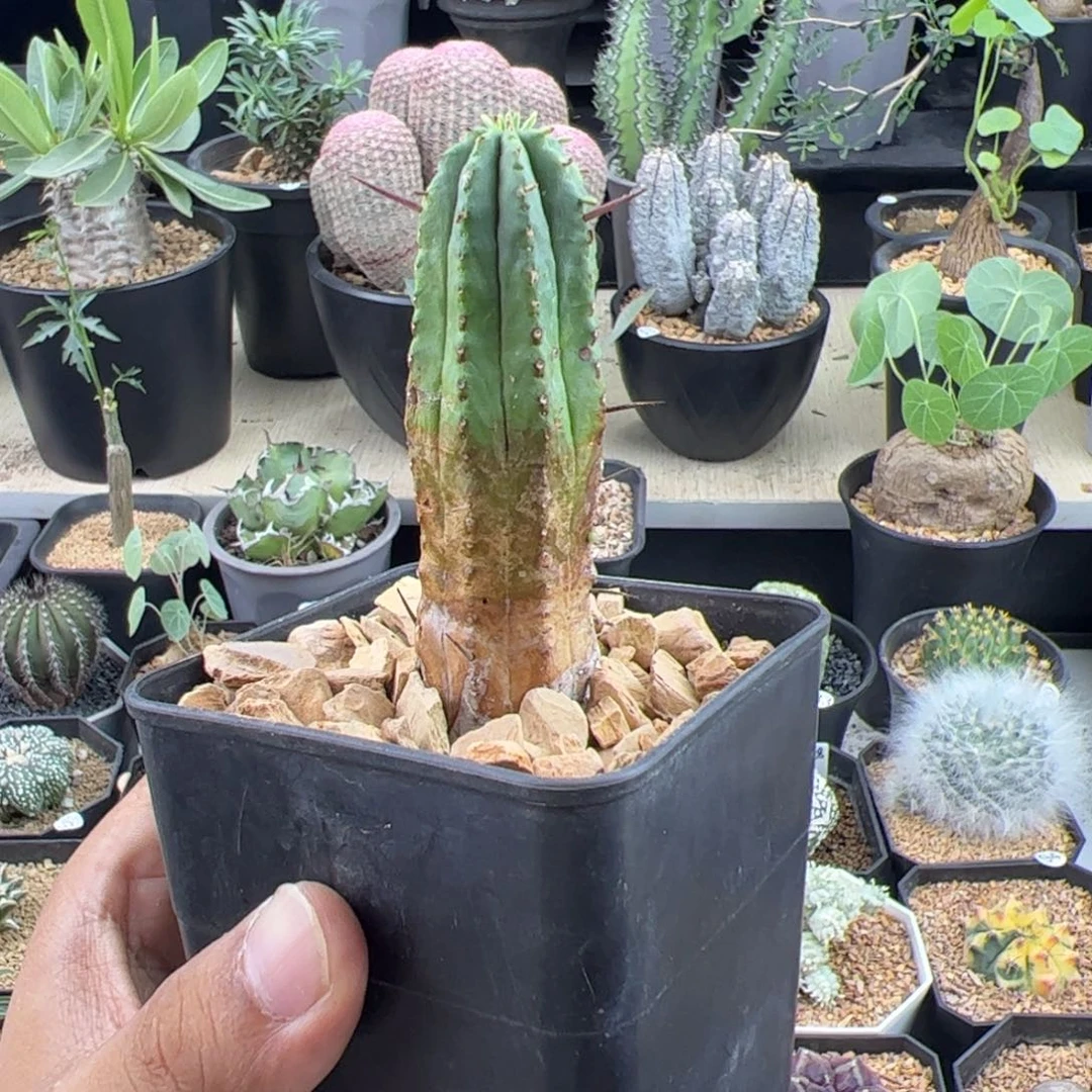 火麒麟大戟一物一拍带盆发