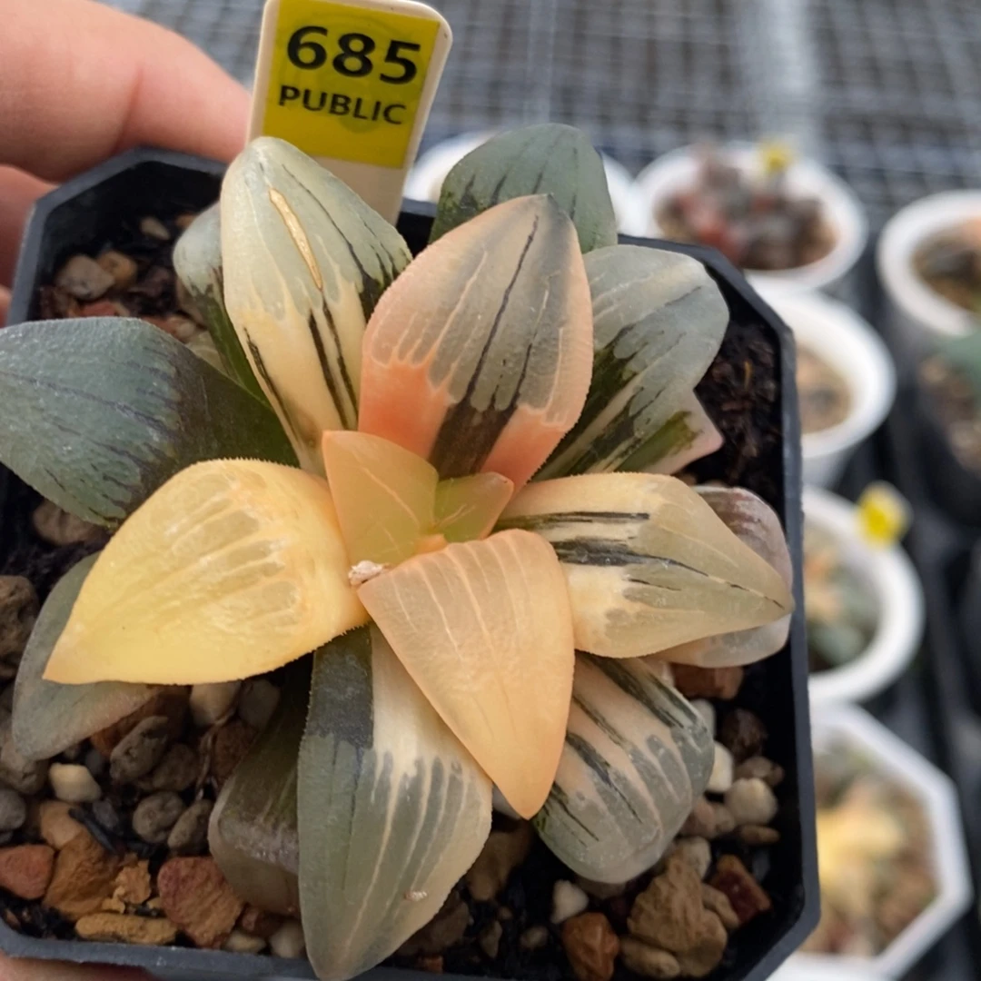 685号红纹寿锦发财