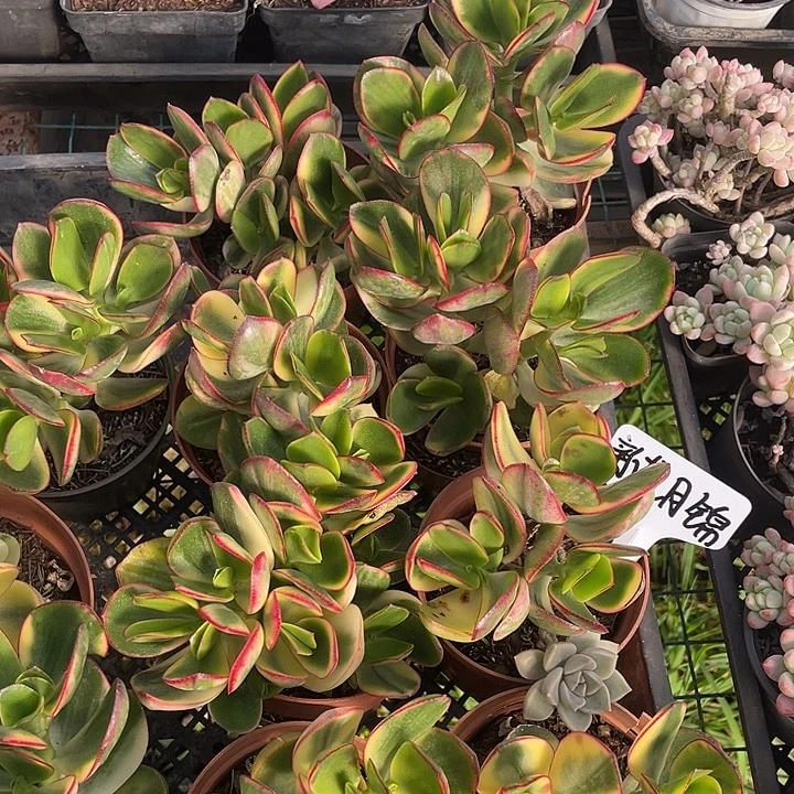 新花月锦。 量拍。 满18包邮