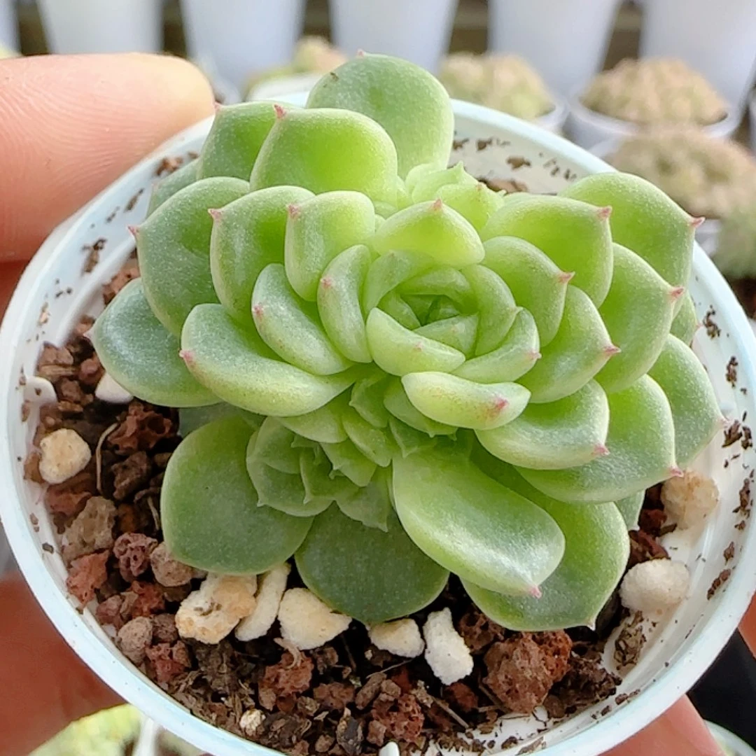 1113-109（优选麦杆）