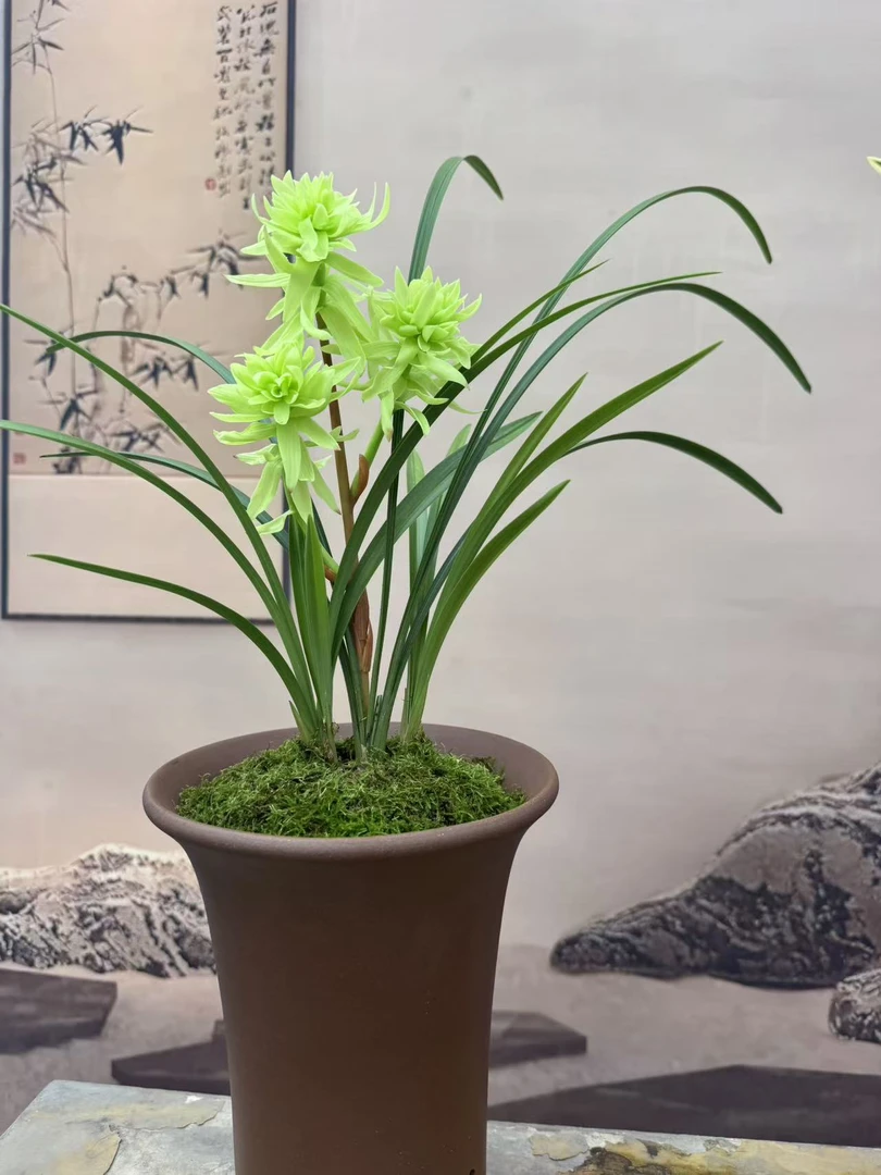 【富贵牡丹】浓香型好养易活的春兰室内外绿植花卉盆栽