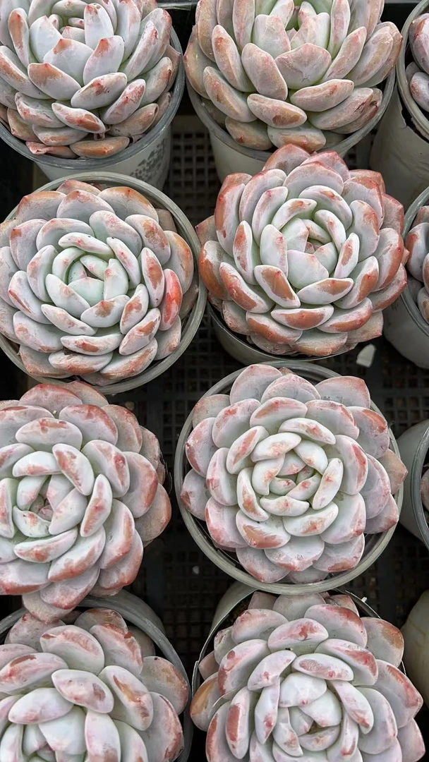 单头控养梦露   多肉绿植