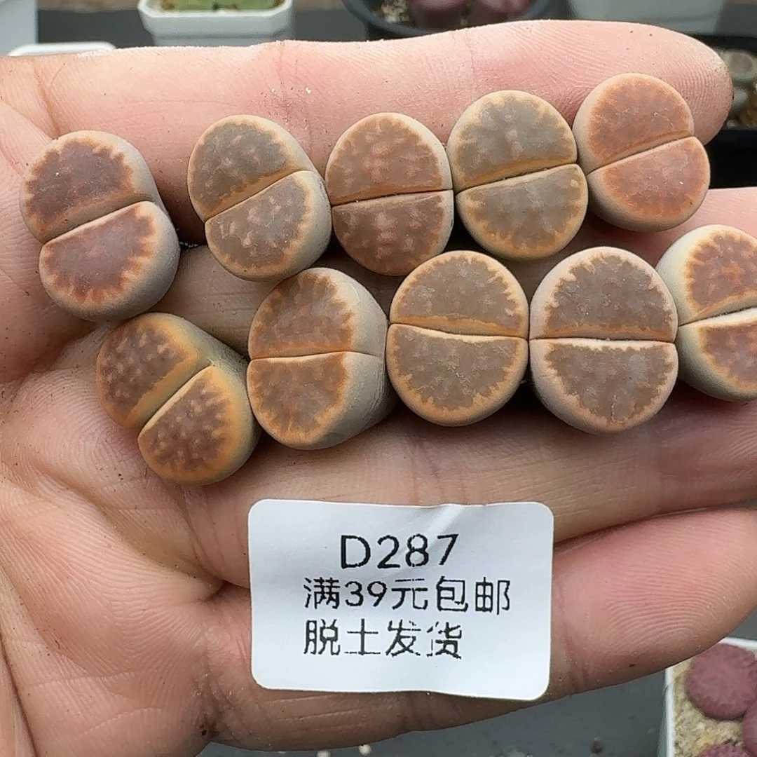 罗***麦287多肉哈哈哈哈哈哈哈