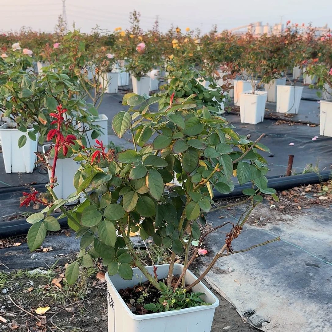 128号红丘月季盆栽