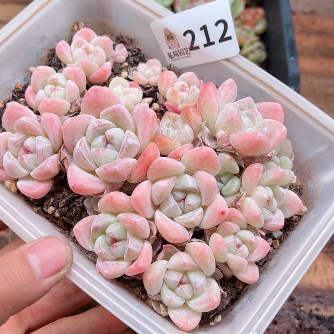 多肉植物多肉植物