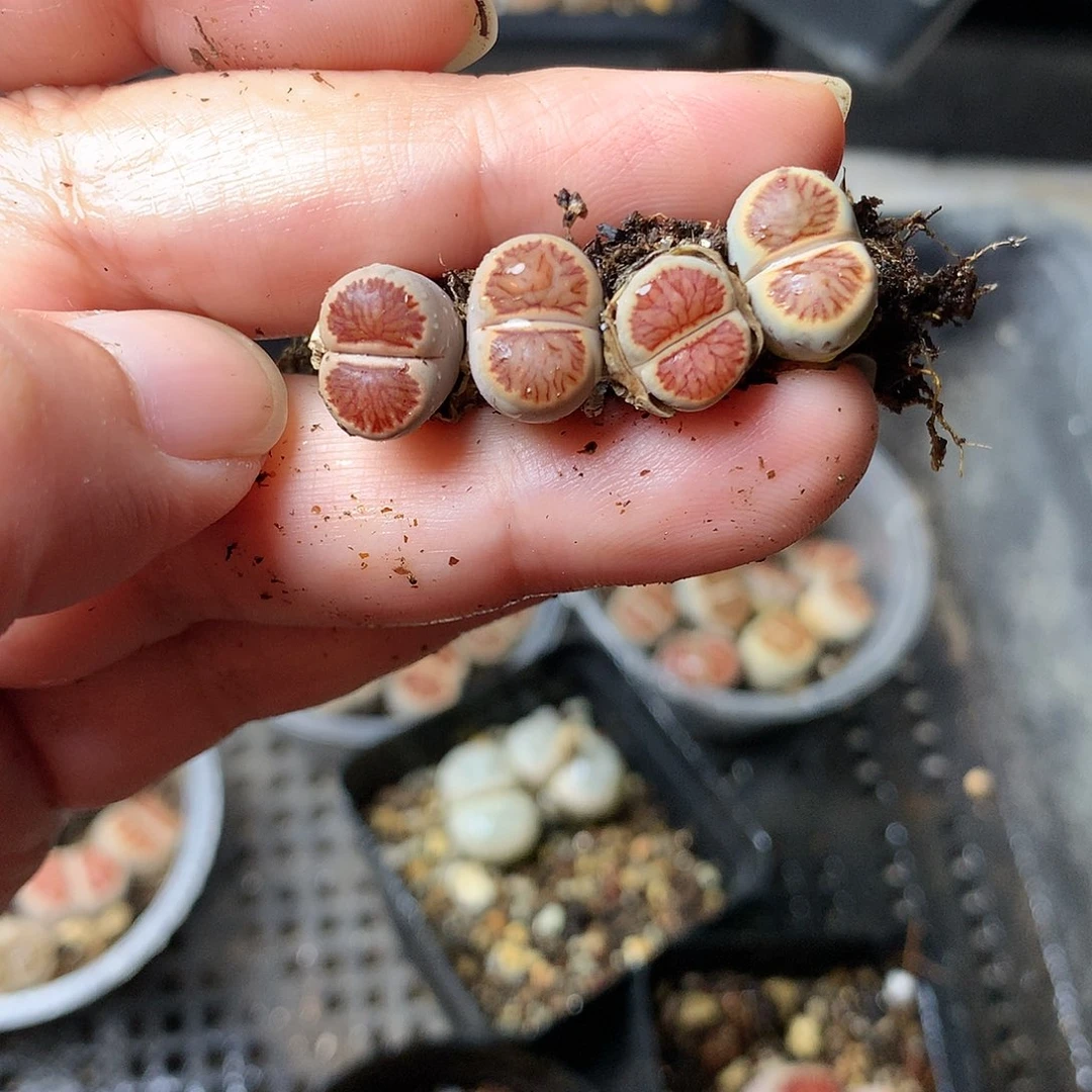 给*特B222多肉植物保护