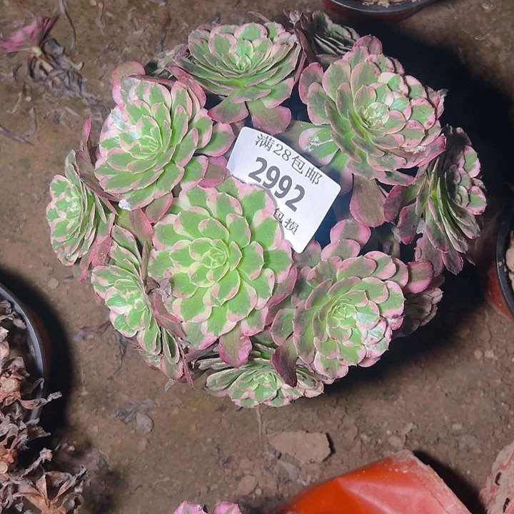 2992霁月多肉植物保护