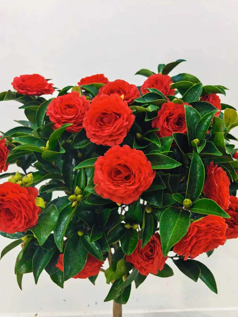 j【加大加高80cm-1米】夏日七星红色茶花原盆原土带花苞发