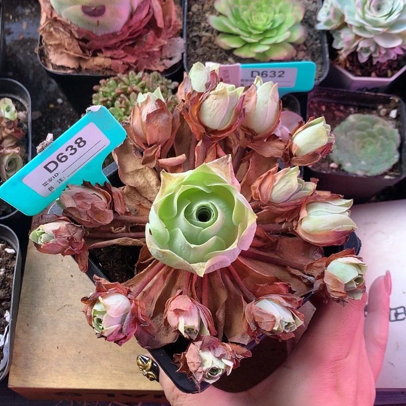 【闪购商品】老桩清秋638