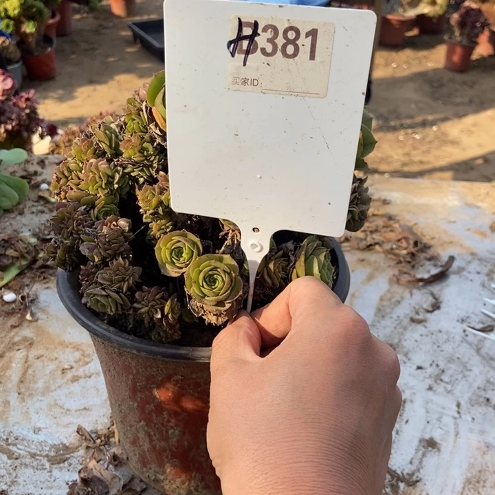 有***下381枚贵缀化老桩老桩