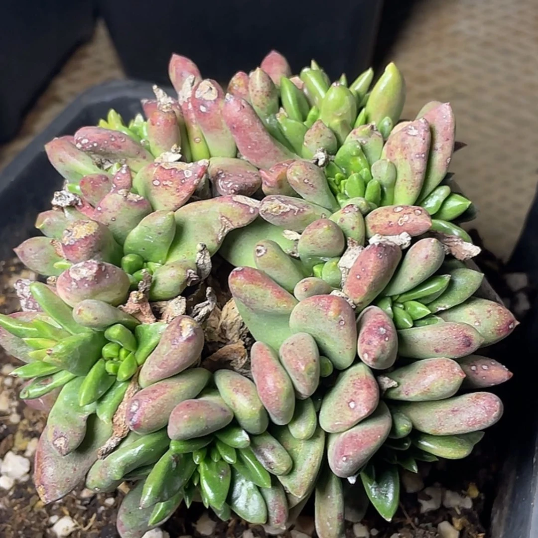 【闪购商品】折***月绿体苹果叶