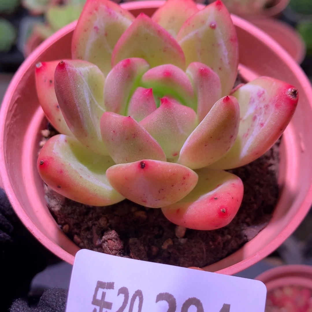 乐然20-294 白夜香槟