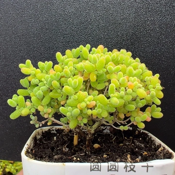 u877直杆蜜橘糖球冠幅6.5cm