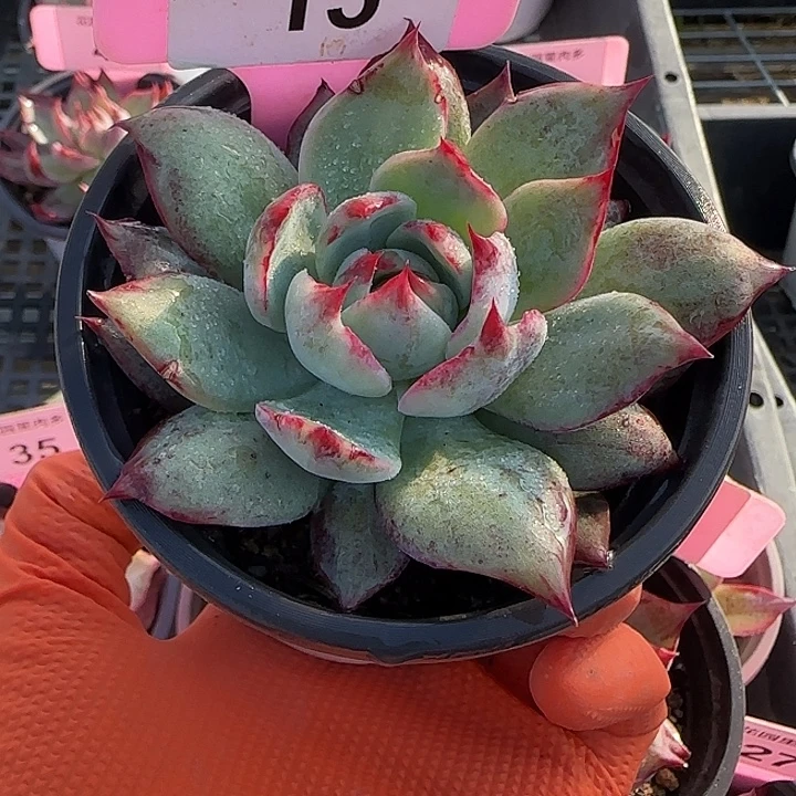 君***）15 惊鸿仙子多肉植物7-9cm