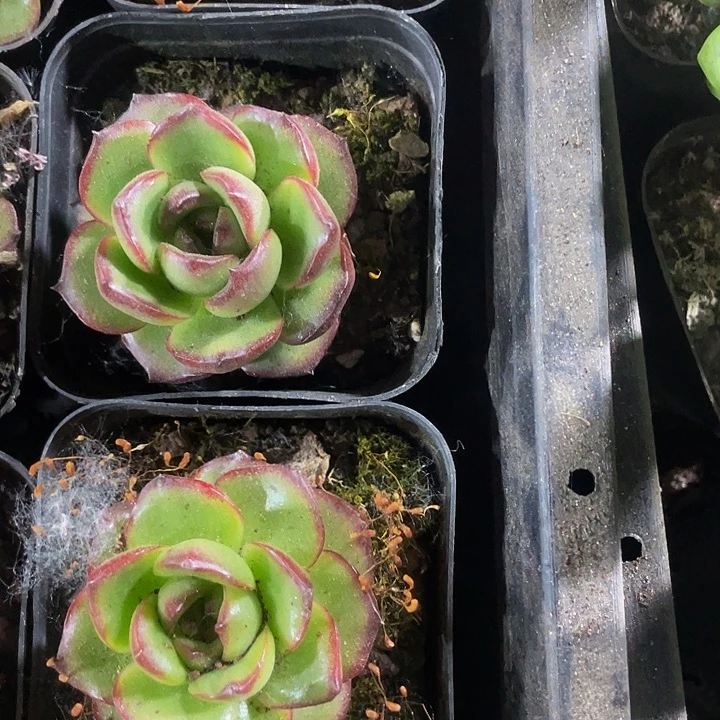 6.5方盆单头万宝龙