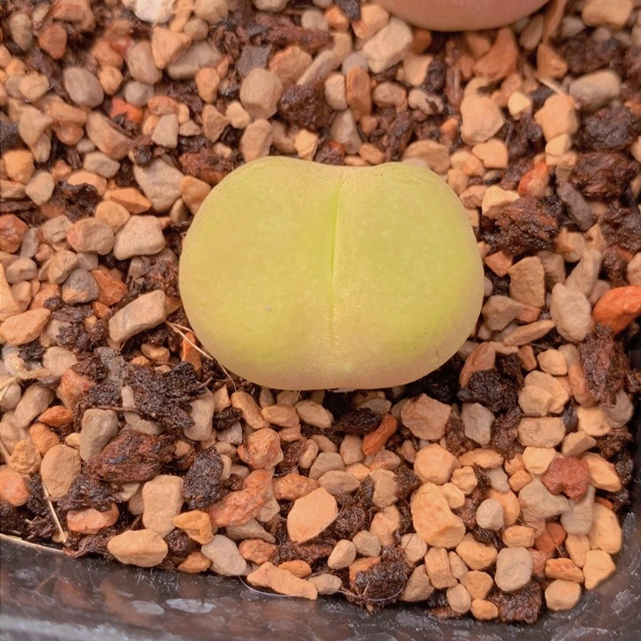 148888888888889886558686855