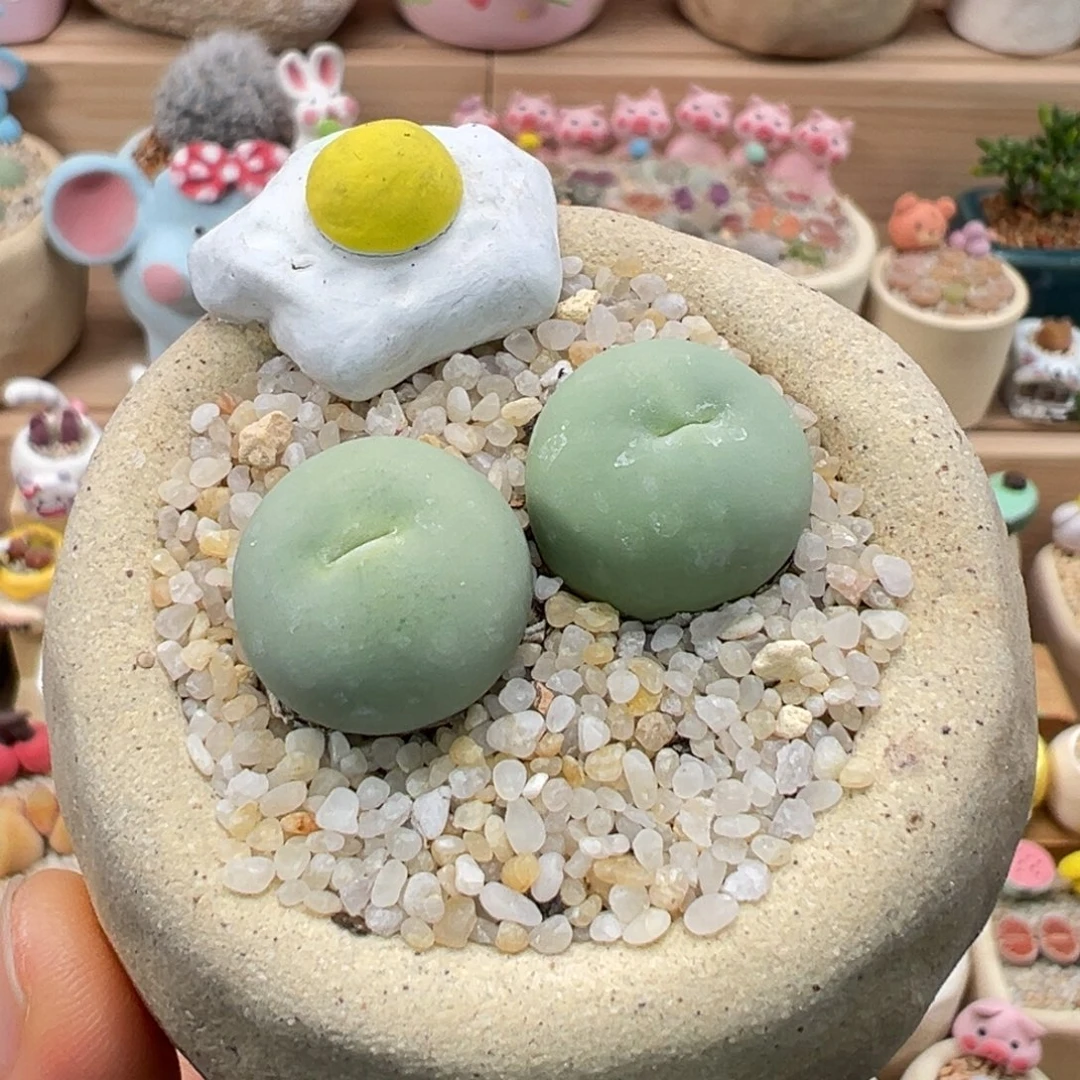 多肉植物76号鸽子蛋