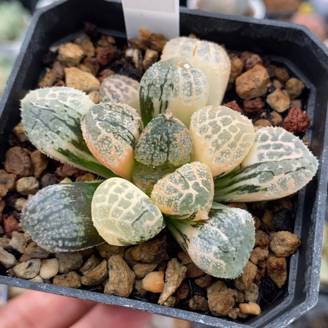 623摩多寿锦一物一拍