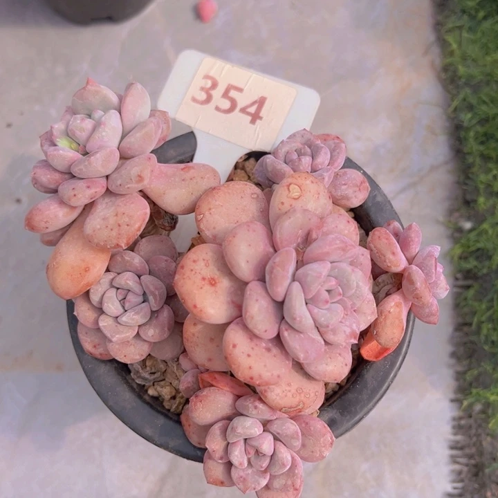 健健康康平平安安