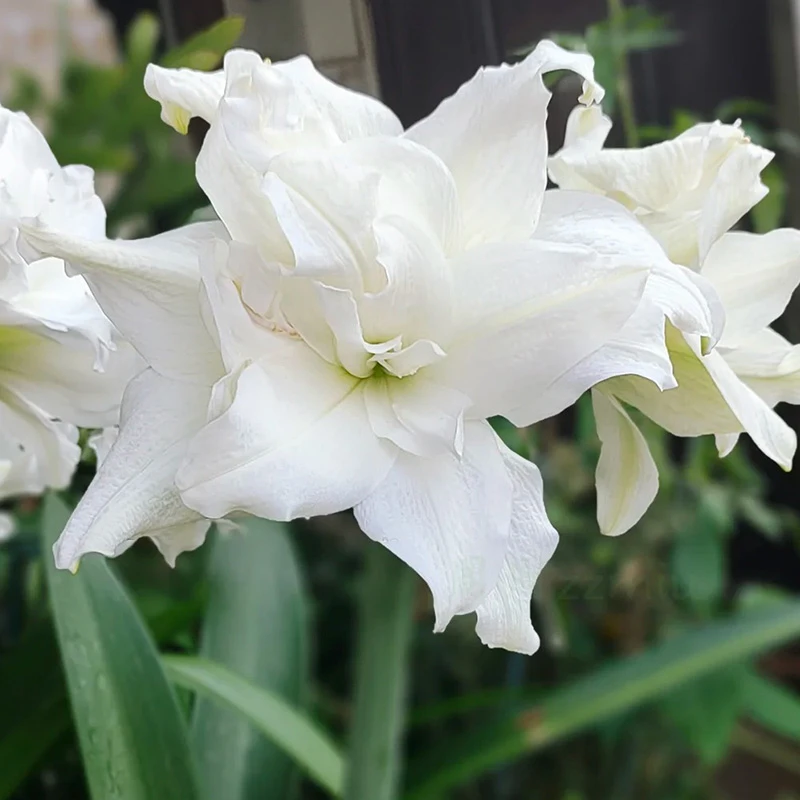 朱顶红【白雪公主】种球重瓣花卉室内盆栽植物庭院阳台花卉