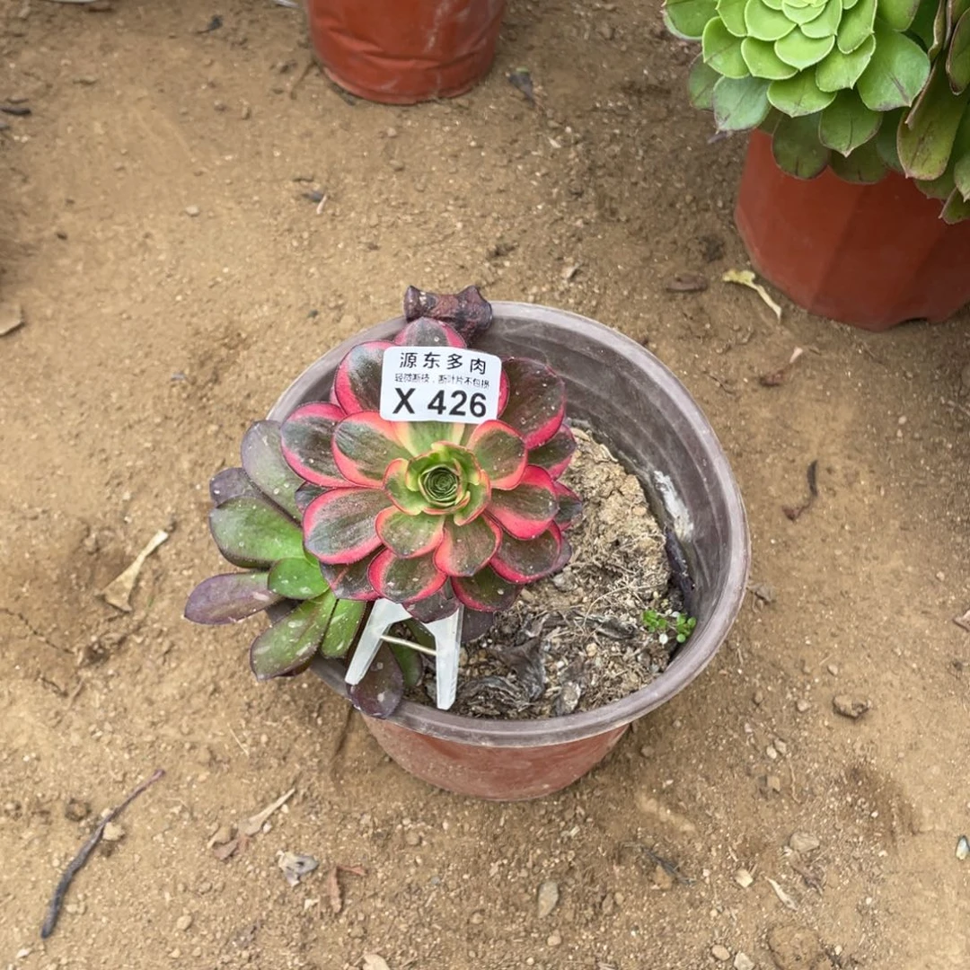 426魅金玫瑰锦多肉法师断枝不包