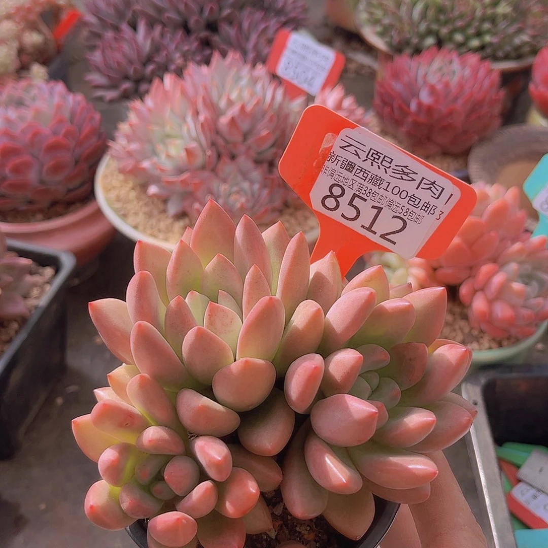 8512仙贝。