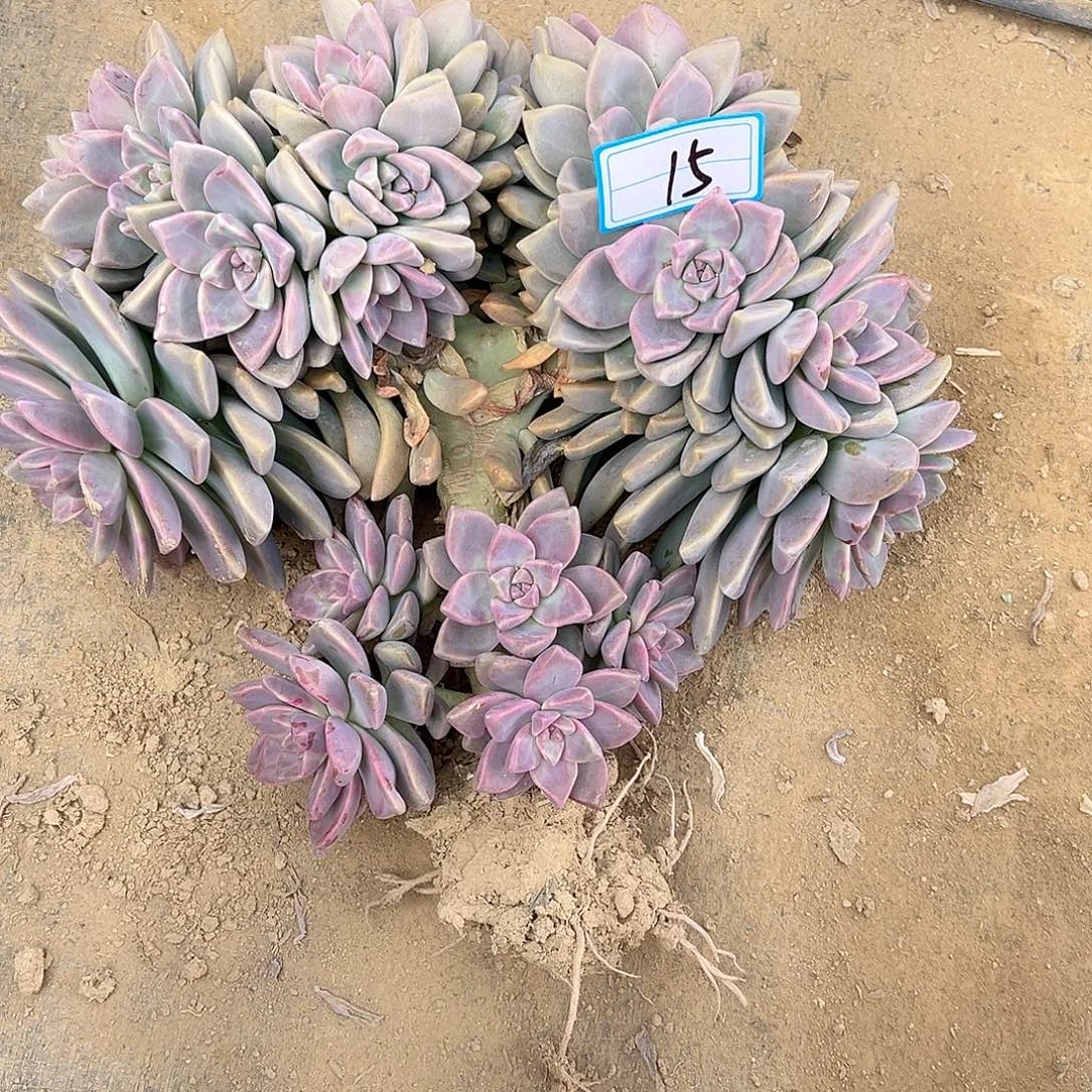 15号淡雪缀化一物一拍